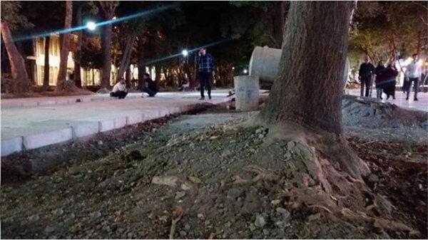 هشداری جدی؛ درخت های تنومند چهارباغ عباسی در معرض نابودی است