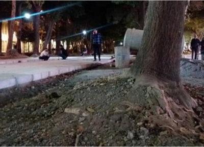 هشداری جدی؛ درخت های تنومند چهارباغ عباسی در معرض نابودی است