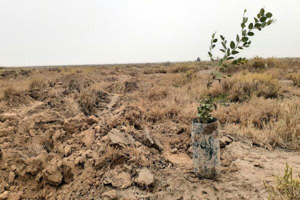 نهال کاری در 670 هکتار زمین در آذربایجان غربی تا فروردین 99 نهال کاری در 670 هکتار زمین در آذربایجان غربی تا فروردین 99