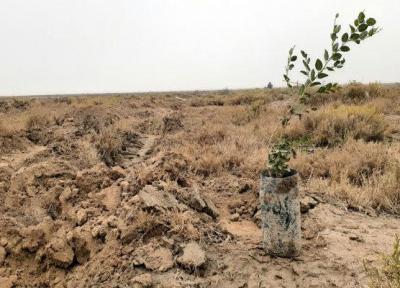 نهال کاری در 670 هکتار زمین در آذربایجان غربی تا فروردین 99