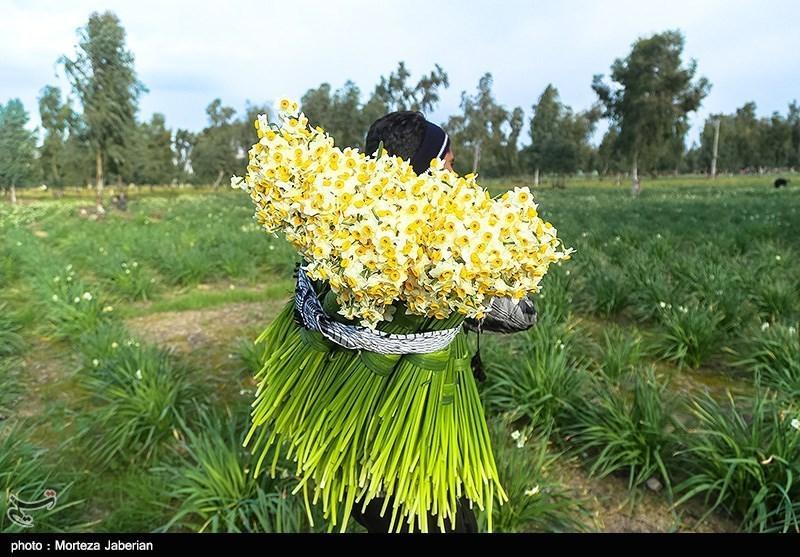 جشنواره گل نرگس در سمنان برگزار می شود