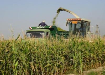 سال جاری 600 هکتار ذرت در مزارع شهرستان بمپور کشت می گردد