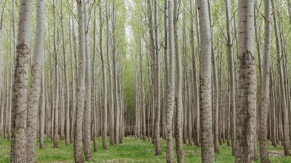 برنامه حمایتی منابع طبیعی گلستان برای توسعه زراعت چوب، افزایش زراعت چوب در 700 هکتار