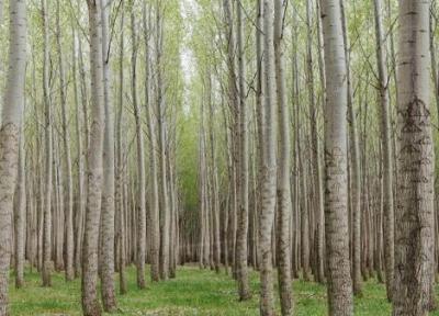 برنامه حمایتی منابع طبیعی گلستان برای توسعه زراعت چوب، افزایش زراعت چوب در 700 هکتار