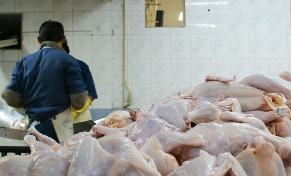 حقایقی درباره قیمت مرغ
