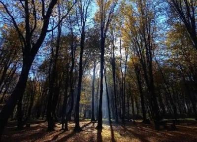 جنگل سیسنگان مازندران ، تلاقی کوه با دریا